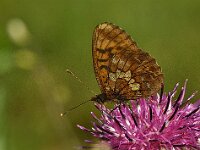 Boloria thore 2, Thor s parelmoervlinder, Saxifraga-Ab H Baas
