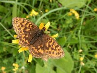 Boloria thore 29, Thor's parelmoervlinder, Saxifraga-Kars Veling