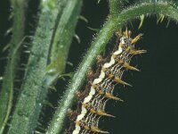 Brenthis daphne 1, Braamparelmoervlinder, Saxifraga-Frits Bink