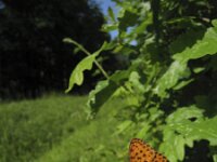 Brenthis daphne 26, Braamparelmoervlinder, Saxifraga-Rob Felix : Animalia, Arthropoda, Insecta, Lepidoptera, animal, arthropod, butterfly, dier, dieren, geleedpotige, geleedpotigen, insect, insecten, vlinder, vlinders