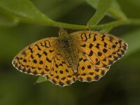 Brenthis daphne 28, Braamparelmoervlinder, Saxifraga-Jan van der Straaten