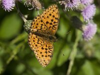 Brenthis daphne 39, Braamparelmoervlinder, Saxifraga-Willem van Kruijsbergen