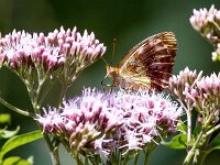 Brenthis daphne 55, Braamparelmoervlinder, Saxifraga-Bart Vastenhouw