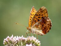 Brenthis daphne 57, Braamparelmoervlinder, Saxifraga-Bart Vastenhouw