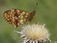 Brenthis ino 10, Purperstreepparelmoervlinder, Vlinderstichting-Chris van Swaay  Brenthis ino - Ahrdorf Eifel , juni 2005