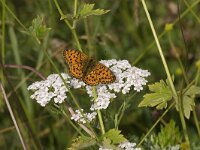Brenthis ino 11, Purperstreepparelmoervlinder, Saxifraga-Jan van der Straaten