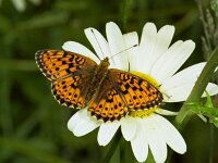 Brenthis ino 12, Purperstreepparelmoervlinder, Vlinderstichting-Ab H Baas