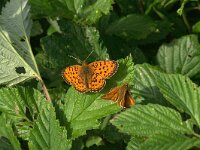 Brenthis ino 13, Purperstreepparelmoervlinder, Vlinderstichting-Kars Veling