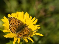 Brenthis ino 18, Purperstreepparelmoervlinder, Saxifraga-Jan van der Straaten