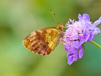 Butterfly Warming its Wings in the Sun  Beautiful Wild Lesser Marbled Fritillary Butterfly (Brenthis ino) - Feeding on Flowers : Brenthis, Brenthis ino, Lesser Marbled Fritillary, animal, appealing, attractive, background, beautiful, beauty, butterfly, calm, closeup, color, colorful, elegant, environment, europe, european, fauna, flower, fritillary, garden, giant, good, gorgeous, green, insect, looking, lovely, macro, magnificent, natural, nature, nice, pattern, petals, pretty, serenity, silence, spring, striking, stunning, summer, wild, wildlife