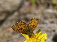 Lesser marbled fritillary (Brenthis ino) drinking on flower of h  Lesser marbled fritillary (Brenthis ino) drinking on flower of hawkweed : animal, butterfly, drinking, flower, Fritillary, insect, natural, nature, yellow, Lesser marbled fritillary, marbled fritillary, Brenthis ino, flora, floral, food, hawkweed, no people, nobody, orange, outdoors, outside, plant, summer, summertime, vascular plant, wild animal, wildlife, outdoor