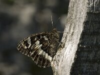 Brintesia circe 11, Witbandzandoog, Saxifraga-Jan van der Straaten