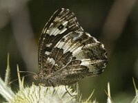 Brintesia circe 14, Witbandzandoog, Saxifraga-Marijke Verhagen