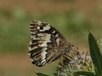 Brintesia circe 15, Witbandzandoog, Saxifraga-Marijke Verhagen