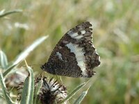 Brintesia circe 9, Witbandzandoog, Saxifraga-Jan van der Straaten