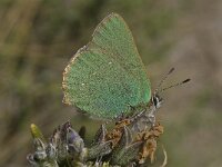 Callophrys rubi 38, Groentje, Saxifraga-Willem van Kruijsbergen