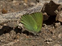 Callophrys rubi 48, Groentje, Saxifraga-Willem van Kruijsbergen