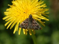 Carcharodus alceae 10, Kaasjeskruiddikkopje, Vlinderstichting-Albert Vliegenthart