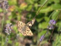 Carcharodus alceae 8, Kaasjeskruiddikkopje, Vlinderstichting-Kars Veling