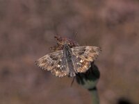 Carcharodus floccifera 3, Pluimdikkopje, Saxifraga-Frits Bink