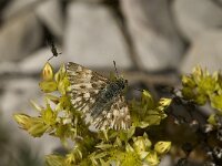 Carcharodus lavatherae 13, Andoorndikkopje, Saxifraga-Jan van der Straaten