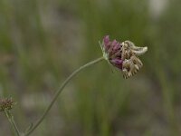 Carcharodus lavatherae 5, Andoorndikkopje, Vlinderstichting-Kars Veling