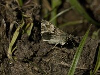 Carcharodus lavatherae 6, Andoorndikkopje, Saxifraga-Jan van der Straaten