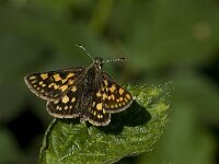 Carterocephalus palaemon 23, Bont dikkopje, Vlinderstichting-Kars Veling