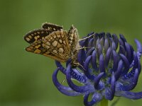 Carterocephalus palaemon 81, Bont dikkopje, Saxifraga-Marijke Verhagen