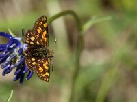 Carterocephalus palaemon 82, male, Bont dikkopje, Saxifraga-Marijke Verhagen