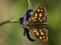 Carterocephalus palaemon 83, male, Bont dikkopje, Saxifraga-Marijke Verhagen