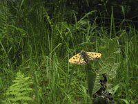 Carterocephalus silvicola 5, Geelbont dikkopje, Saxifraga-Rob Felix : Animalia, Arthropoda, Insecta, Lepidoptera, animal, arthropod, butterfly, dier, dieren, geleedpotige, geleedpotigen, insect, insecten, vlinder, vlinders