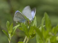 Celastrina argiolus 10, Boomblauwtje, display, Vlinderstichting-Henk Bosma