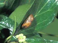 Celastrina argiolus 11, Boomblauwtje, pupa, Saxifraga-Frits Bink
