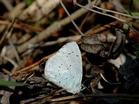 Celastrina argiolus 12, Boomblauwtje, Saxifraga-Jan van der Straaten