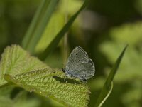 Celastrina argiolus 38, Boomblauwtje, Saxifraga-Jan van der Straaten