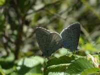 Celastrina argiolus 40, Boomblauwtje, Saxifraga-Kars Veling