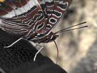 Charaxes jasius 2, Pasja, Vlinderstichting-Kars Veling