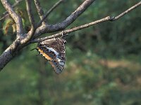 Charaxes jasius 4, Pasja, Vlinderstichting-Kars Veling