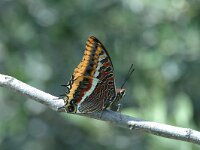 Charaxes jasius 5, Pasja, Saxifraga-Jan van der Straaten