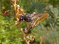 Charaxus jasius, 35, Pasja, Saxifraga-Kars Veling