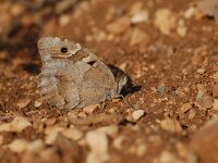 Chazara briseis 8, Heremiet, Vlinderstichting-Albert Vliegenthart