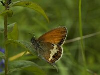 Coenonympha arcania 10, Tweekleurig hooibeestje, Saxifraga-Jan van der Straaten