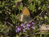 Coenonympha arcania 18, Tweekleurig hooibeestje, Saxifraga-Marijke Verhagen