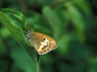Coenonympha arcania 25, Tweekleurig hooibeestje, Vlinderstichting-Kars Veling
