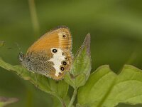 Coenonympha arcania 28, Tweekleurig hooibeestje, Saxifraga-Jan van der Straaten