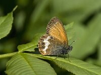 Coenonympha arcania 37, Tweekleurig hooibeestje, Saxifraga-Willem van Kruijsbergen
