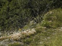 Coenonympha arcania 4, Tweekleurig hooibeestje, habitat, F, Isere, Gresse-en-Vercors, Saxifraga-Jan van der Straaten