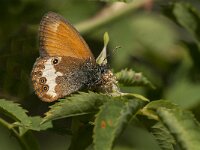 Coenonympha arcania 45, Tweekleurig hooibeestje, Saxifraga- Marijke Verhagen