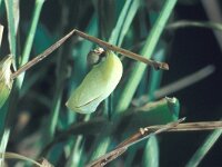 Coenonympha arcania 5, Tweekleurig hooibeestje, pupa, Saxifraga-Frits Bink